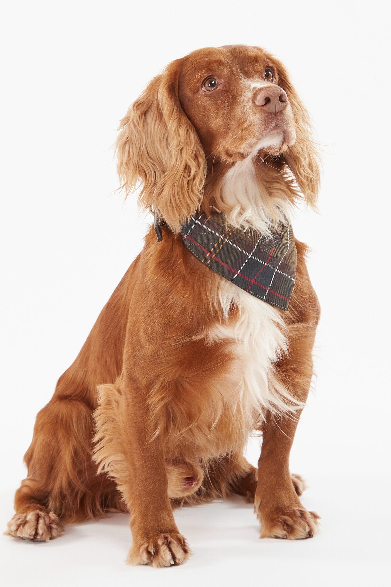 Tartan hundebandana – Cardinal tartan